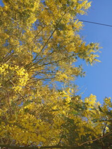 Photo d'un mimosa en fleurs, au Pouliguen