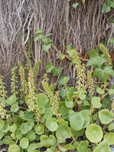 Photo d'une plante qui pousse sur la presqu'île guérandaise
