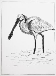 Dessin d'un oiseau spatule blanche