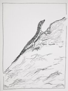 Dessin noir et blanc d'un lézard des murailles