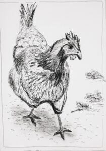 Dessin noir et blanc d'une poule