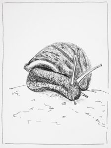 Dessin en noir et blanc d'un escargot