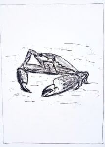 Dessin noir et blanc d'un crabe