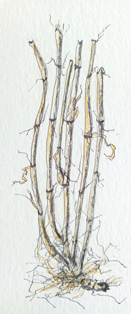 Dessin de plante de bord de mer réalisé pendant l'exposition chapelle Ste Marguerite à Pornichet