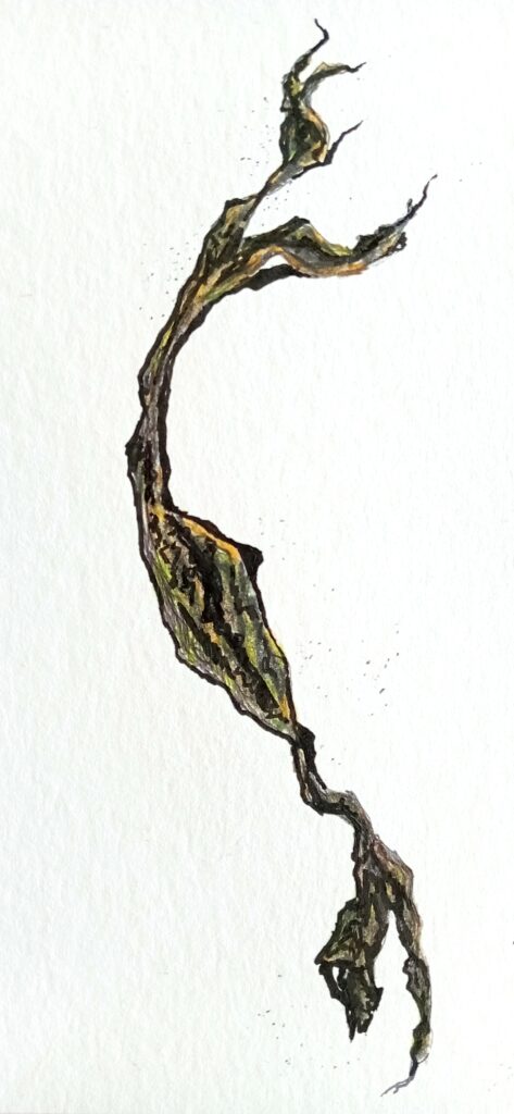 Dessin issu d'une série d'éléments de bord de mer (côte Atlantique).