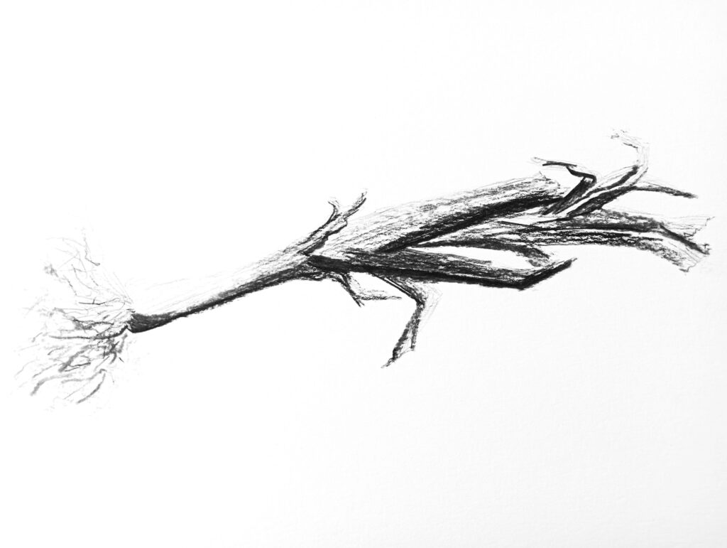 Dessin d'un poireau au fusain