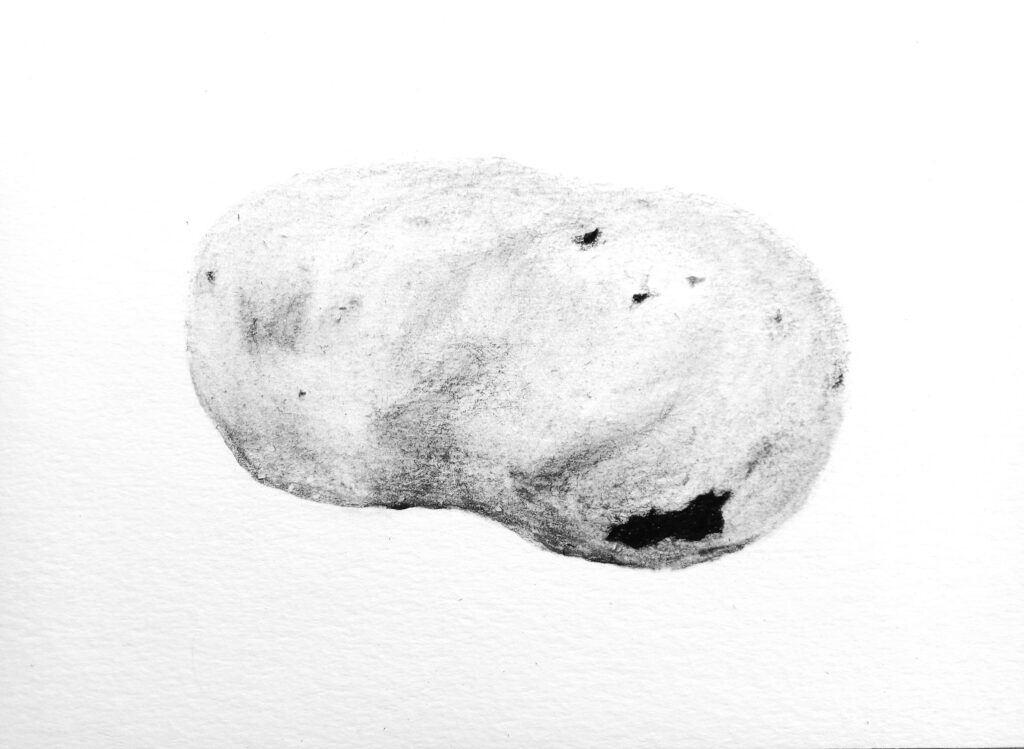 Portrait d'une pomme de terre, fusain