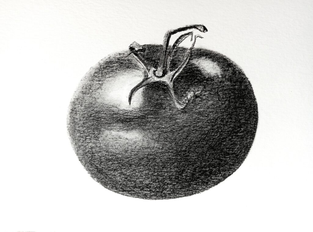 Dessin fusain, portrait tomate, 2026